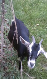 The Gold - Black - Goat