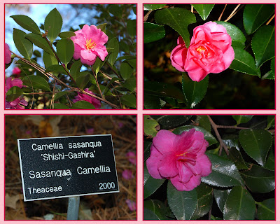 The Outlaw Gardener Camellia Sasanqua Shishi Gashira Is My