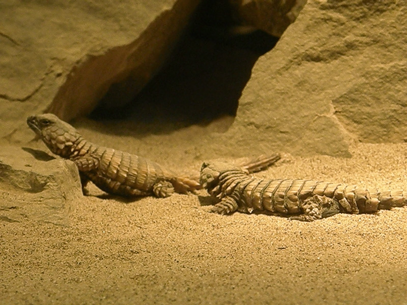 armadillo lizard baby armadillo lizard baby