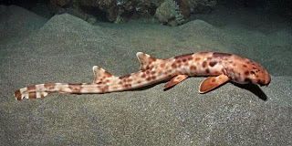 hiu berjalan halmahera