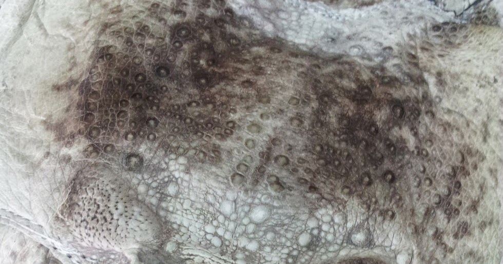 botas vaqueras de piel de sapo