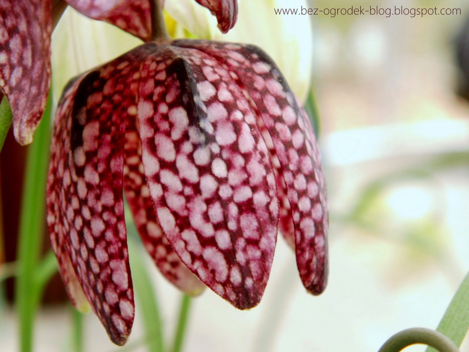 fritillaria flowers in the color of the year