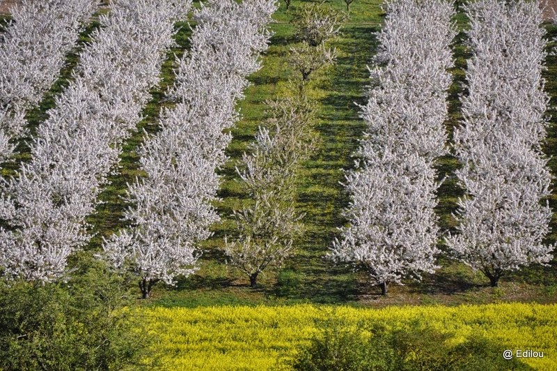 RANGEES SUR LA COLLINE