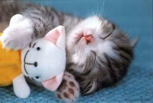 Cute Pics and other adorable things.  - Page 6 Cute+cats+sleeping004