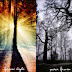 Forest Light from PeterFrom photographer