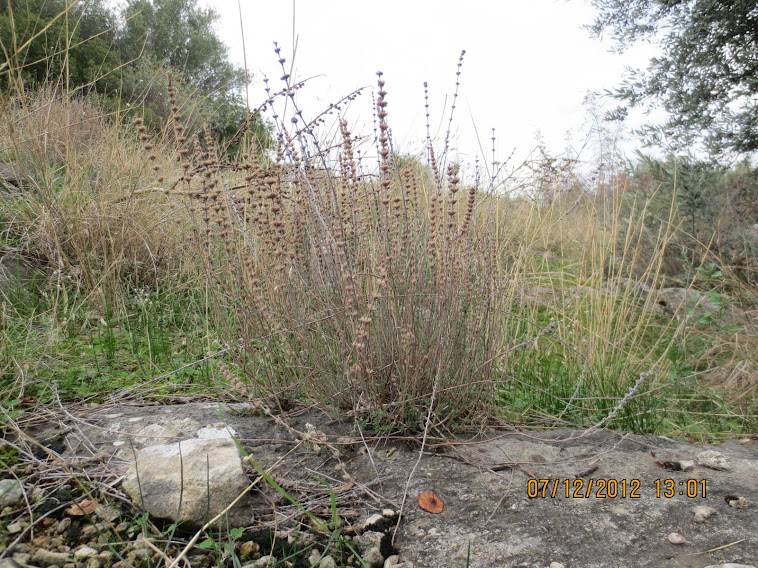 micromeria  στο Αρχαίο Ακόντισμα της Ν.Καρβάλης