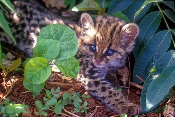 Newsletter SEAM: El mbarakaja Tirika o chiví guasu es un pequeño felino en  peligro de extinción