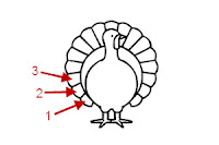 turkey feather placement