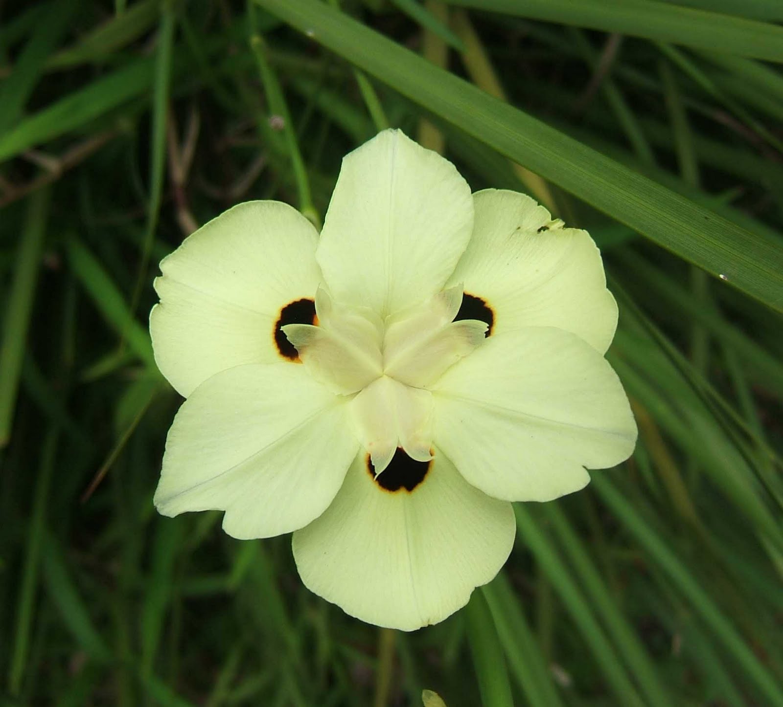 FLOWERS OF THE BLUE PRECIOUS FLOWERS