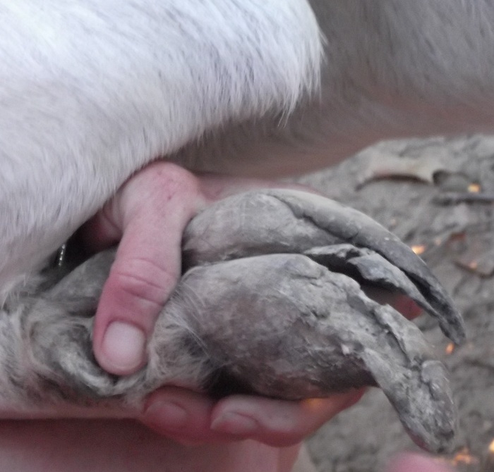 Top 102+ Pictures Foot Scald Pictures Of Goat Hoof Problems Stunning