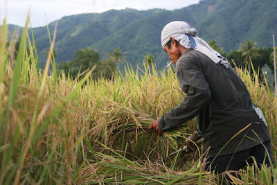 Davao Rice Farmer