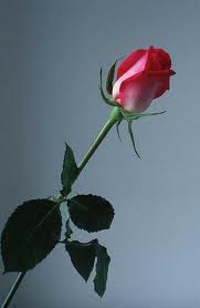 Red Rose Flower Pictures Red Rose Flower Pictures
