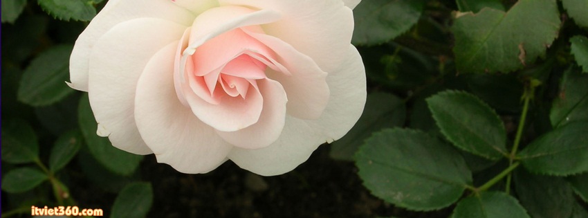 Ảnh bìa Facebook hoa hồng tuyệt đẹp - Cover FB timeline rose