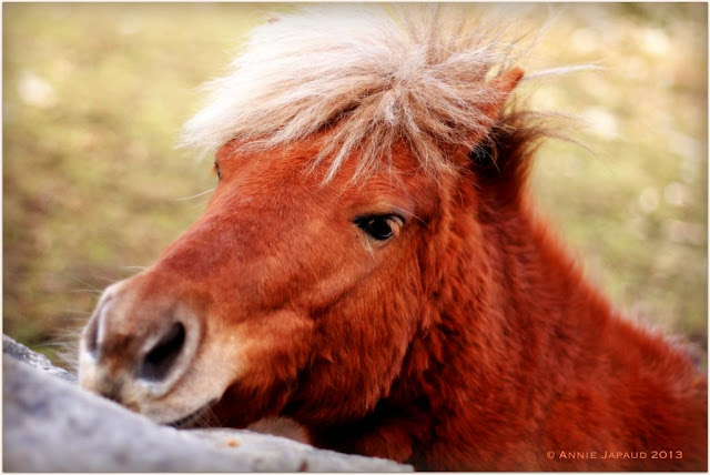 Casual friendship, Annie Japaud Photography, horses, photos, photo blog, photography, 