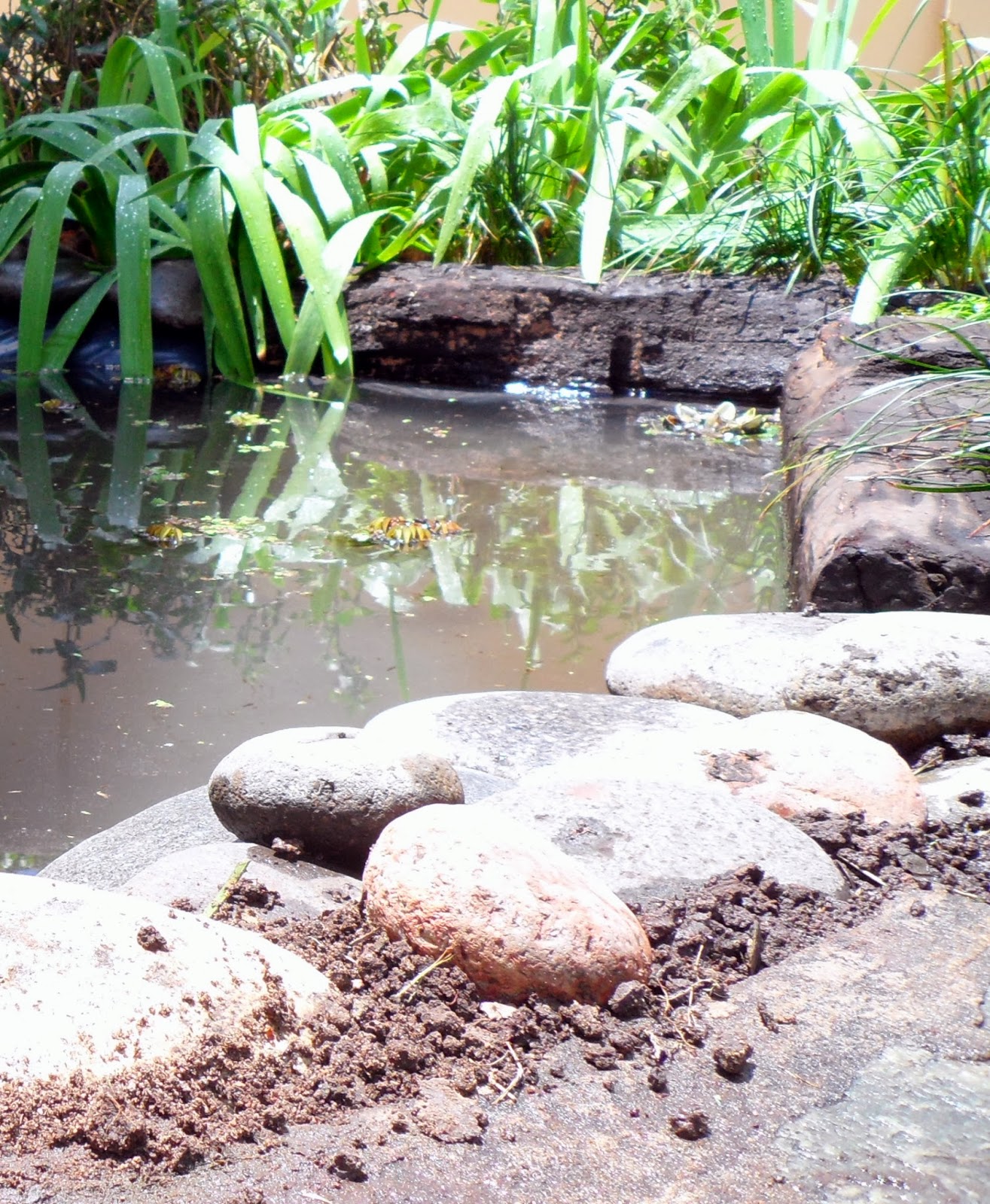 Un estanque para el jardín / Con Sabor a Hogar