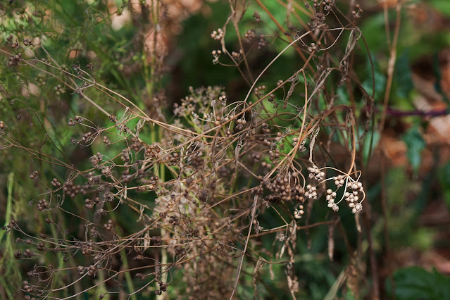 coriander-seeds-on-a-drying-plant.jpg