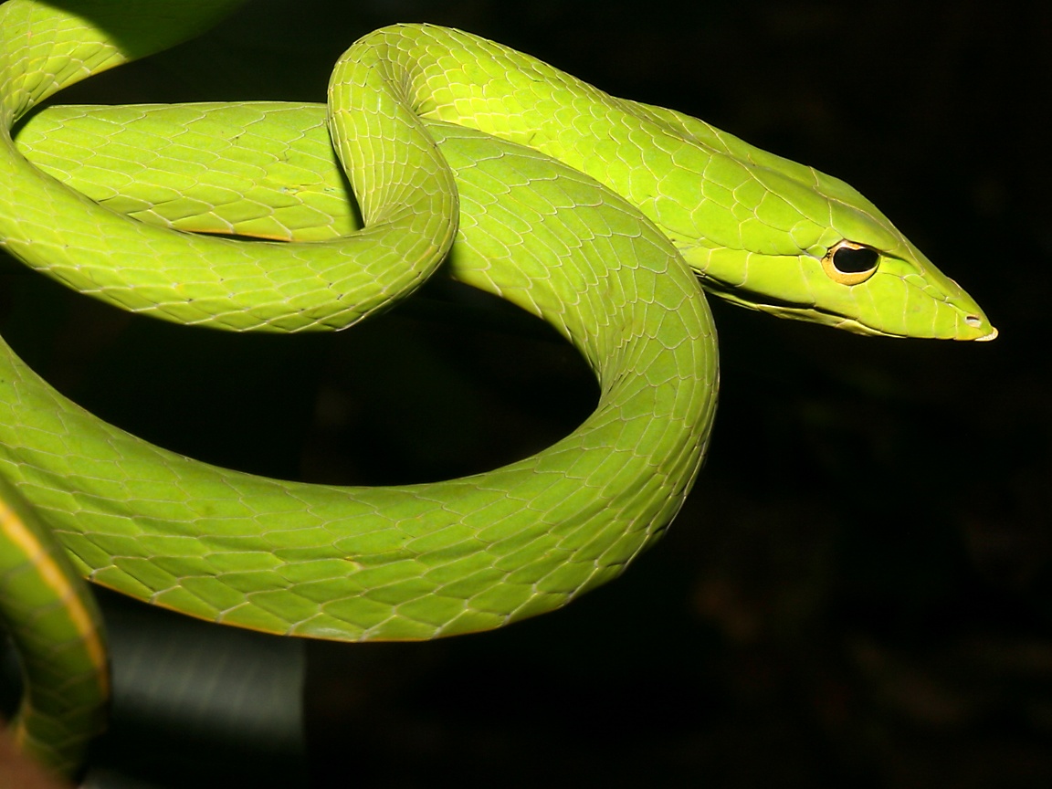 Snake | The Biggest Animals Kingdom