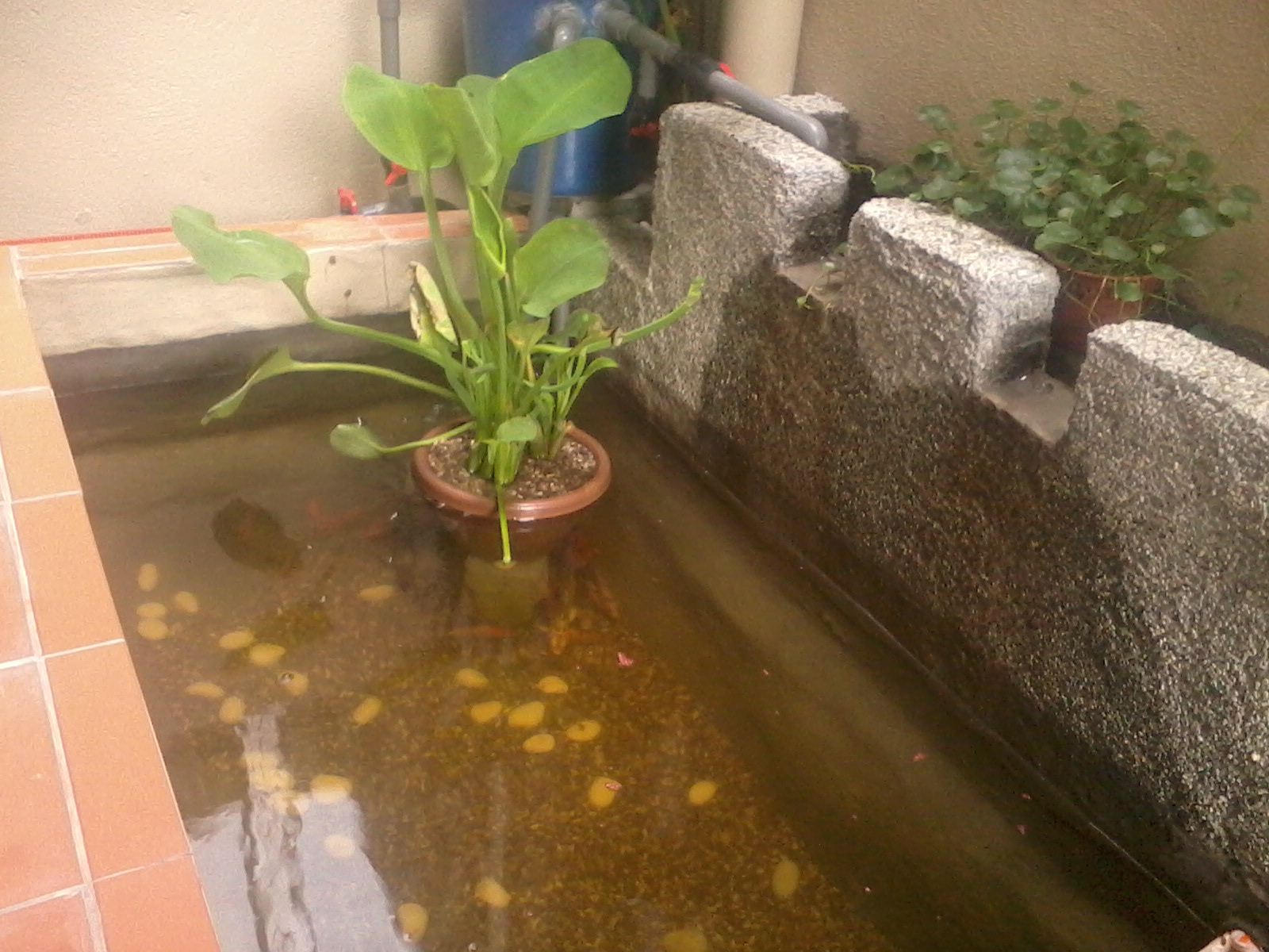 Haris Danial Diy Kolam Ikan Update Gambar