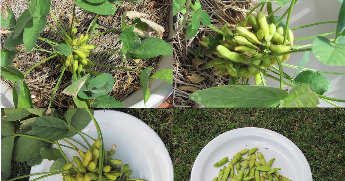 Edible Herbs, Flowers & Other Edibles Grow Your Own Dinner! Edamame