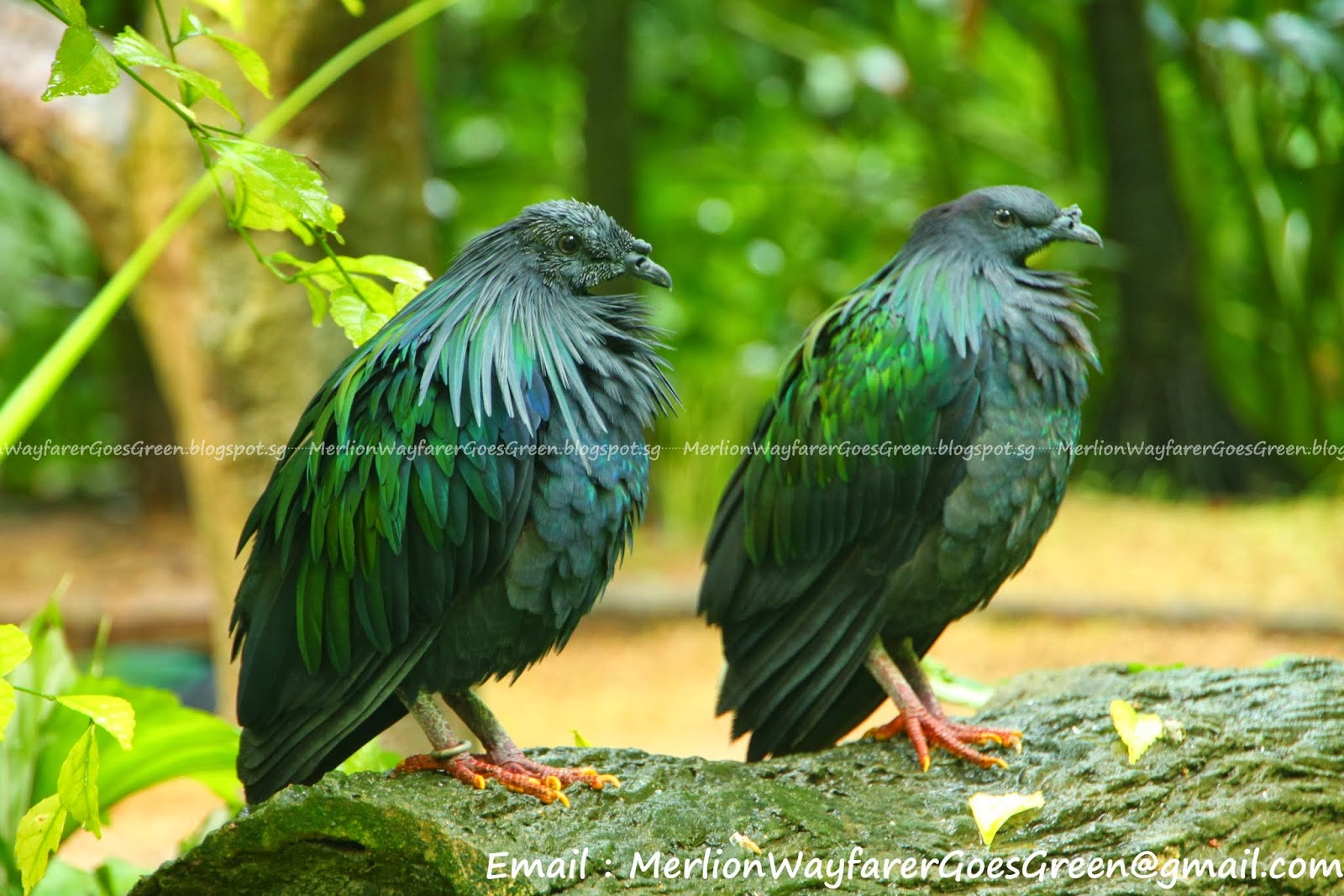 Jurong Bird Park Southeast Asian Birds Aviary Merlion Wayfarer Goes