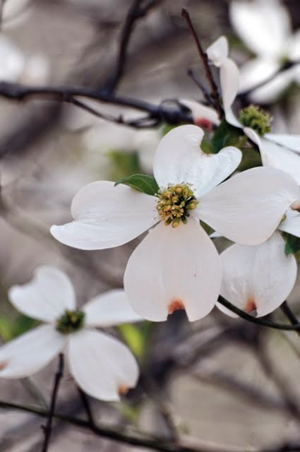 Flowering Dogwood, Cornus florida 116
