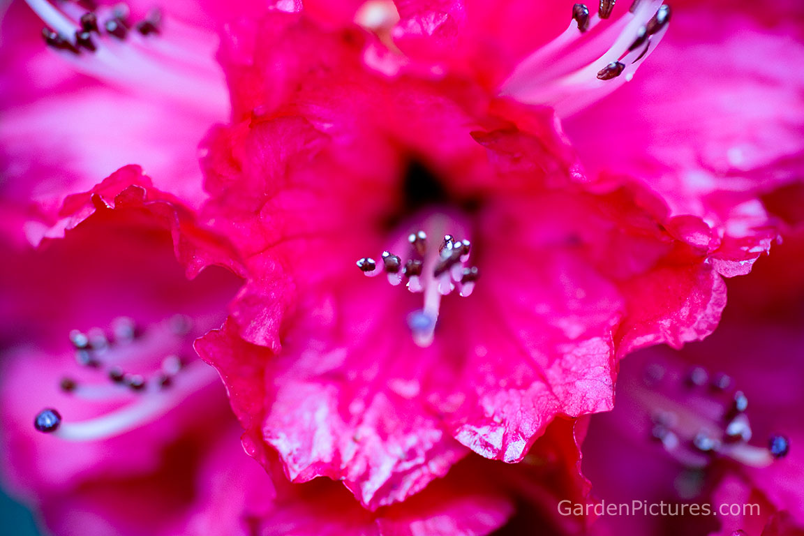 http://1.bp.blogspot.com/-XGwEp7mt-qc/TdeyHBdoi8I/AAAAAAAADgo/a7UR2e0lHa8/s1600/red-rhododendron-flower-wallpaper.jpg