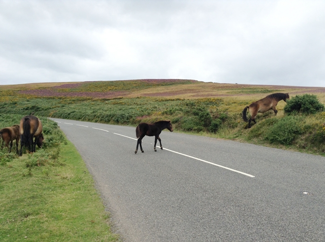 Wild Horses Foals in the Road cute pretty purple flowers nature pony field ipadography