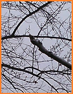 Walnut leaf bud in close-up, with budding Maple branches in the background