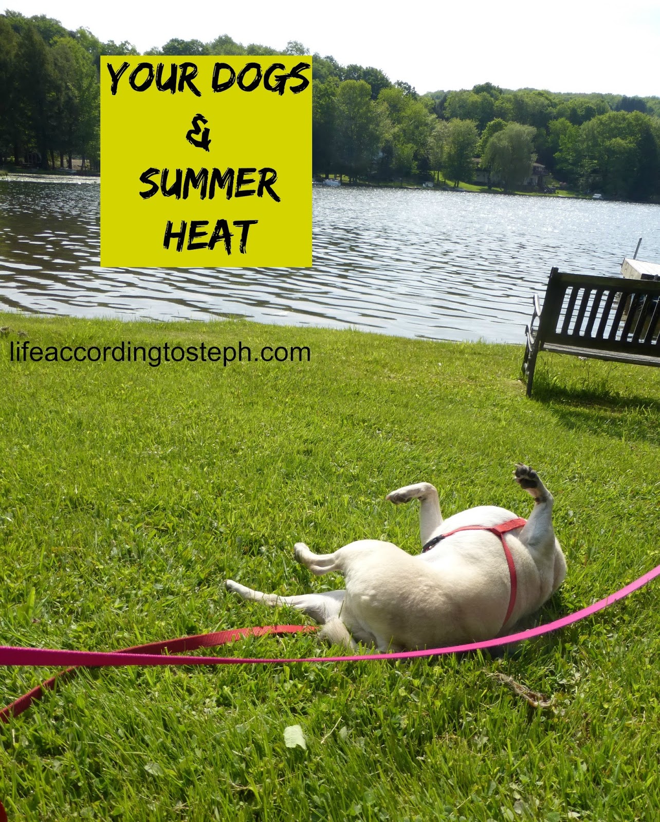 Life According to Steph Your dogs and summer heat