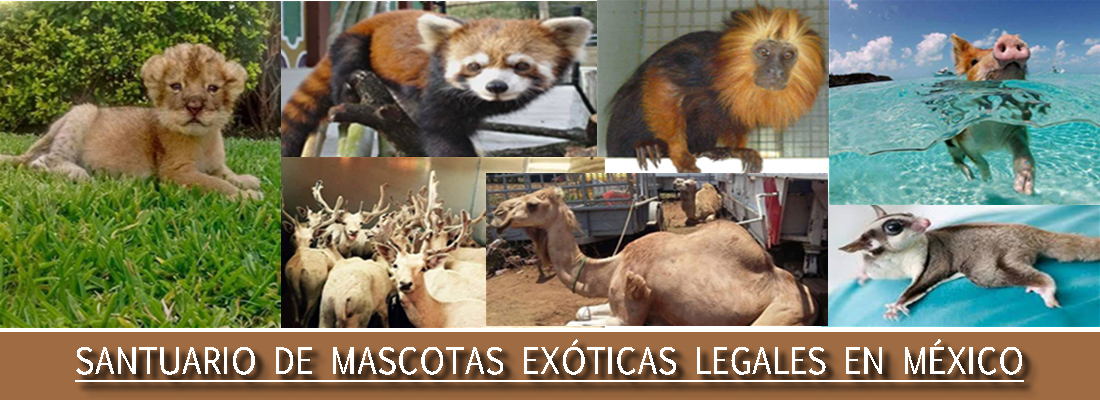 Venta de Mascotas Exóticas Legales en México