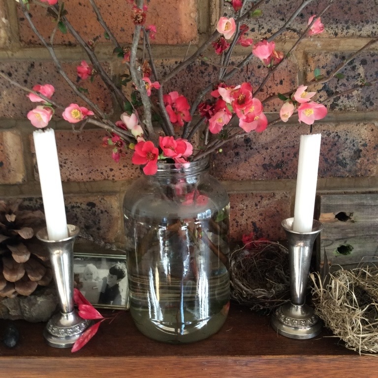 Planting Bare Root Flowering Quince Chaenomeles Speciosa In The