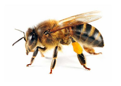 Rối loạn sụt giảm bầy đàn ở ong (CCD)