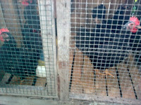 dijual anak ayam kate serama