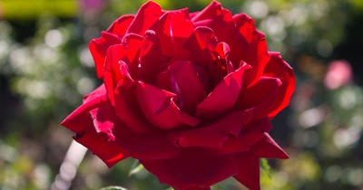 Red rose HD wallpaper on valentines day 2016