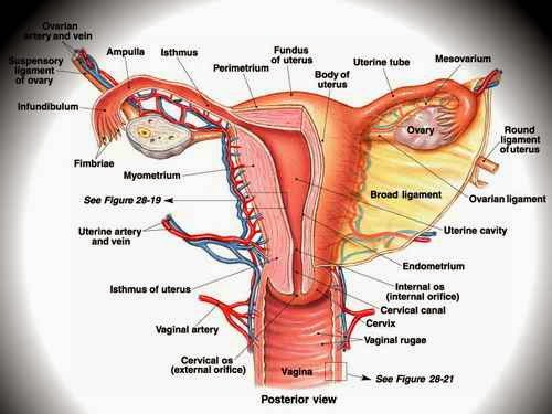 Image Cara Ampuh Menyembuhkan Kanker Serviks