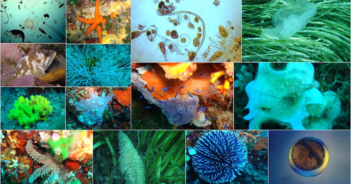 lo mas importante de los 5 reinos: Los 5 Reinos