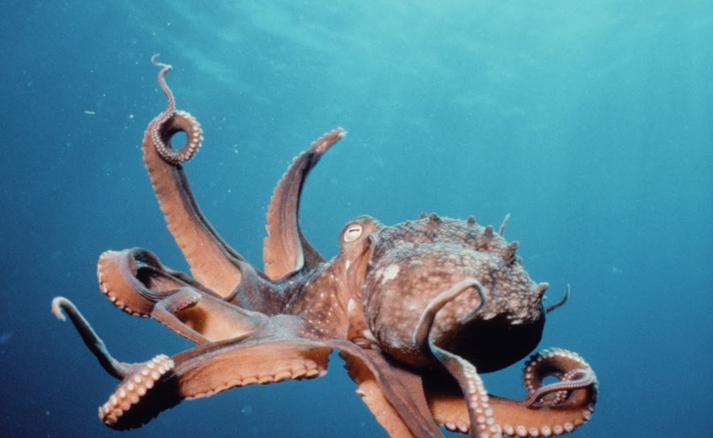 Octopus Dangerous Under Water