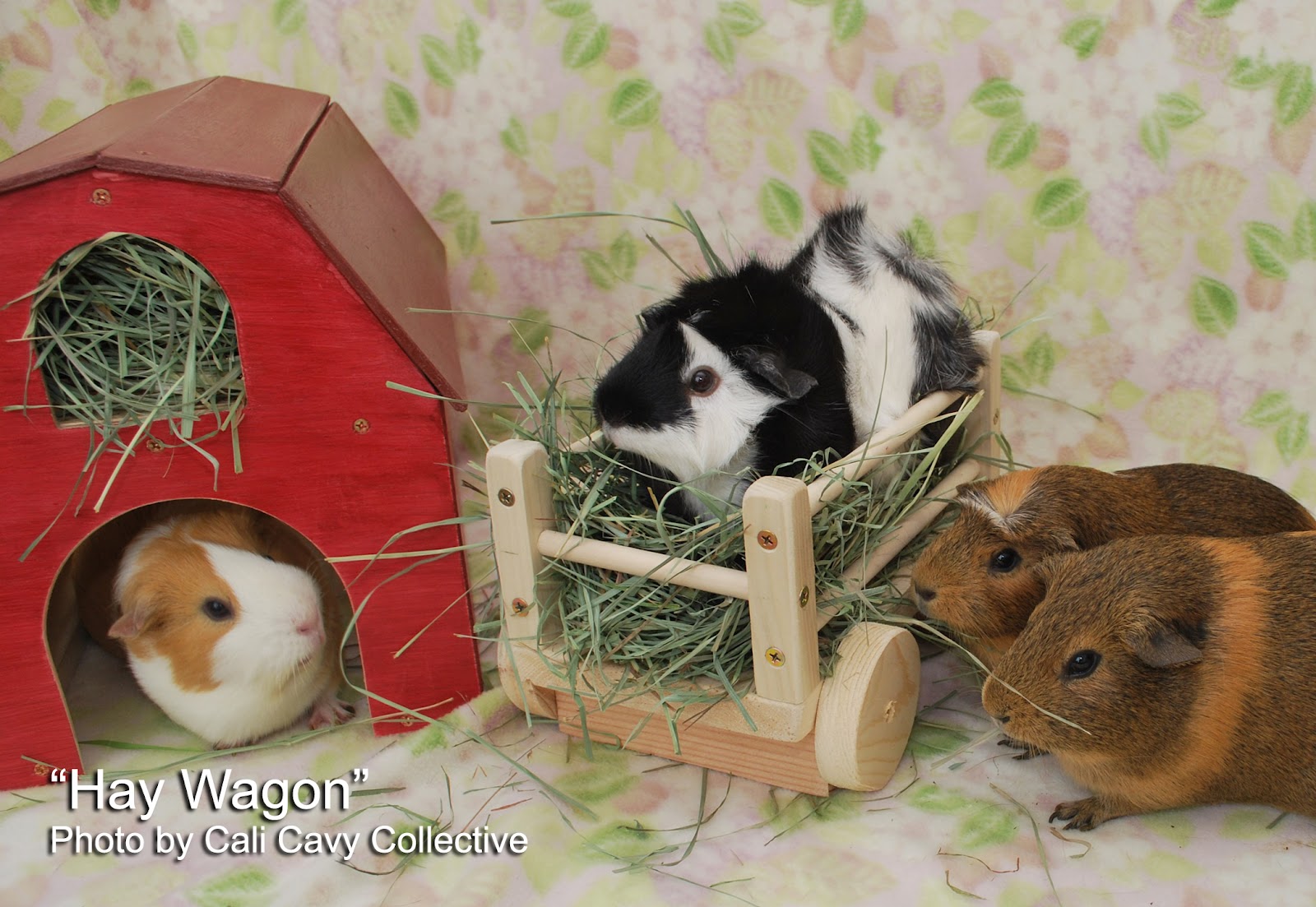 Cali Cavy Collective: a blog about all things guinea pig: Wooden hay