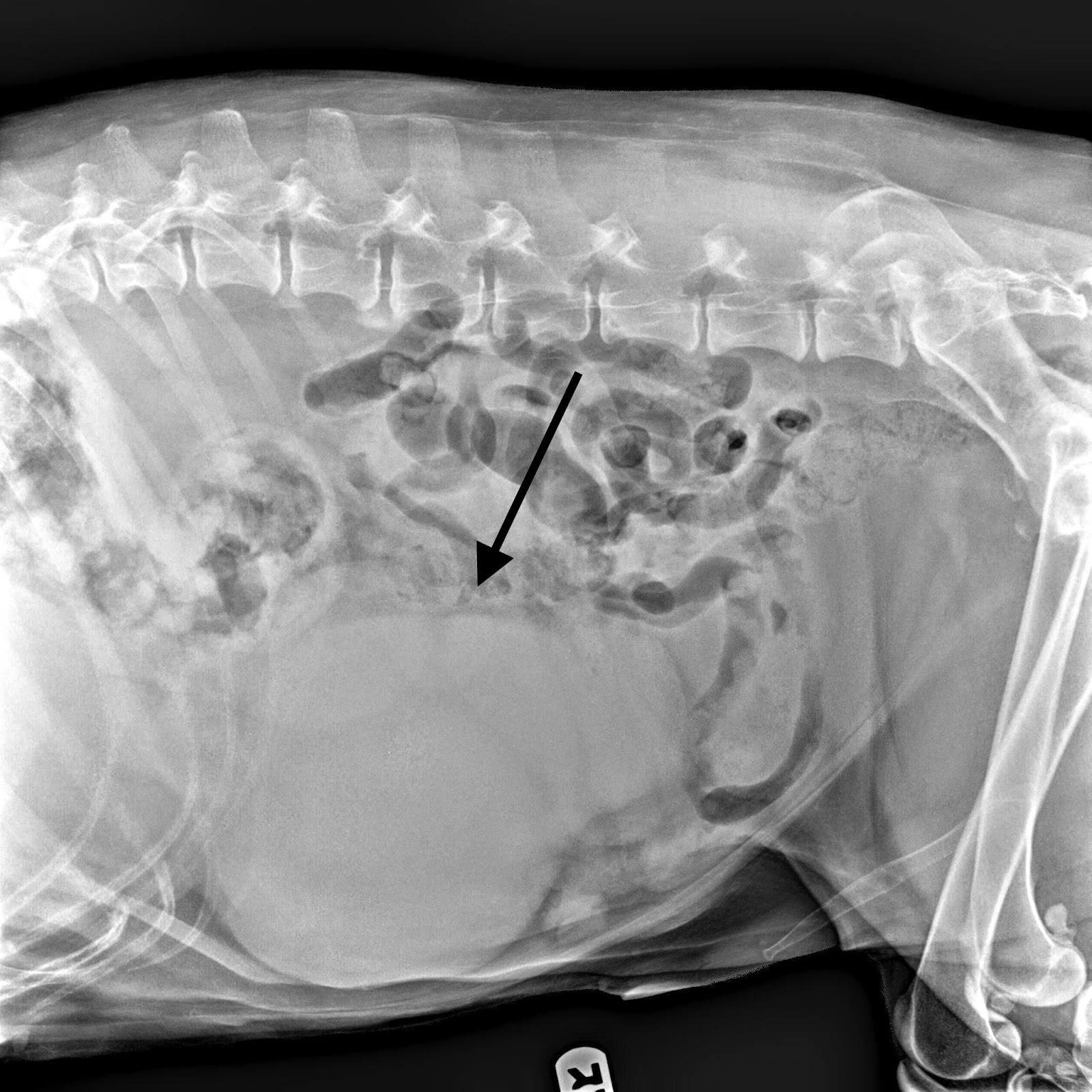 liver tumor in dogs veterinary key points message to liver tumors in liver tumor in dogs veterinary key points message to liver tumors in