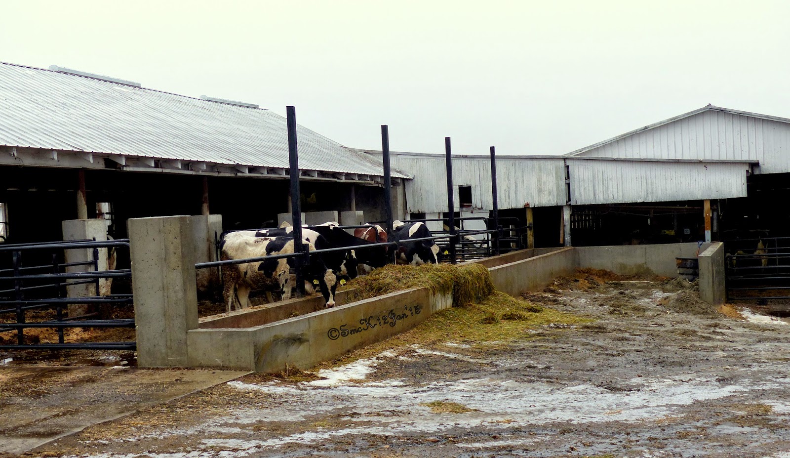 SingleMaltCapeBretonNorvellHimself England Creamery Road