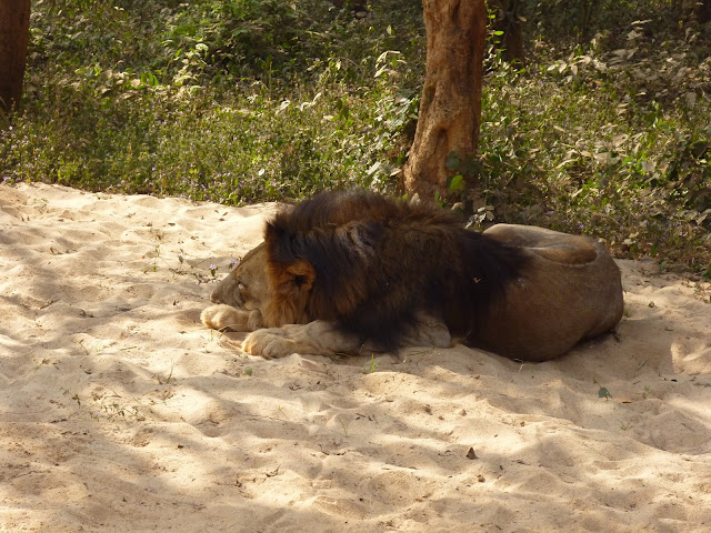Lion Safari Nandankanan Zoo