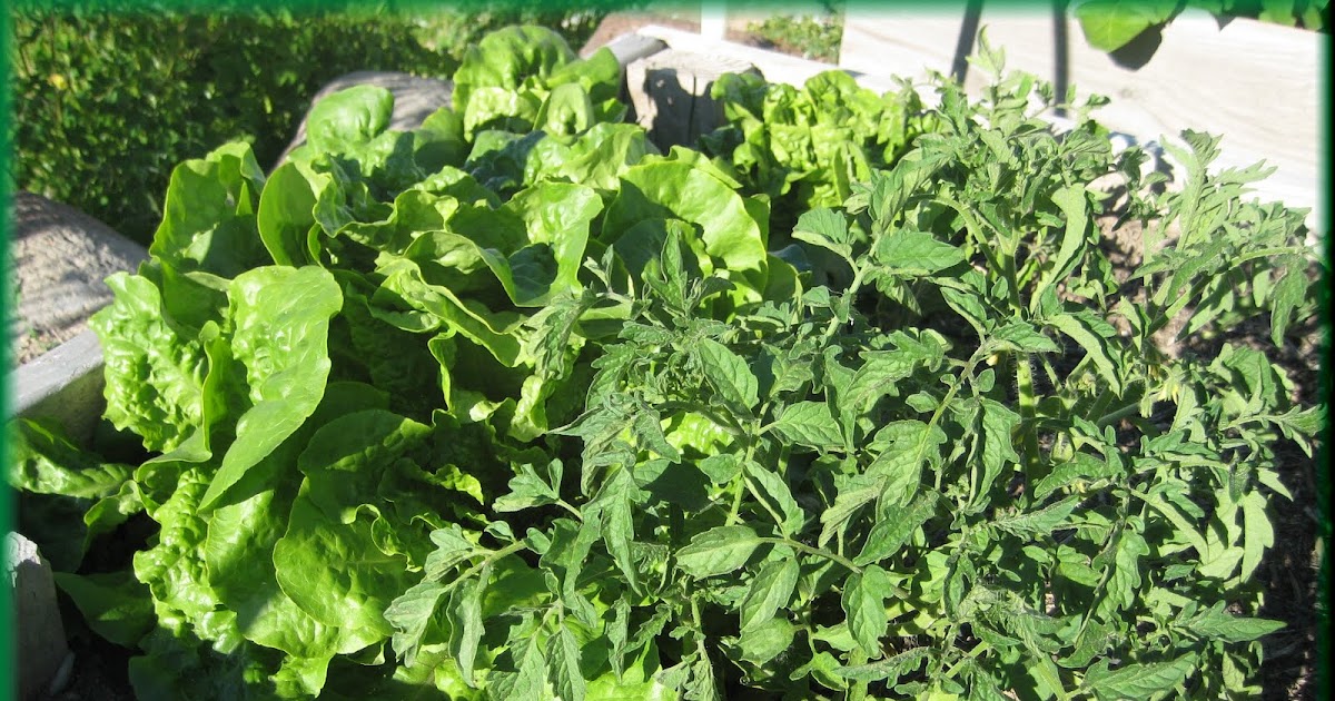 Enjoyingtheharvest Gardening Companions Lettuce and Tomatoes