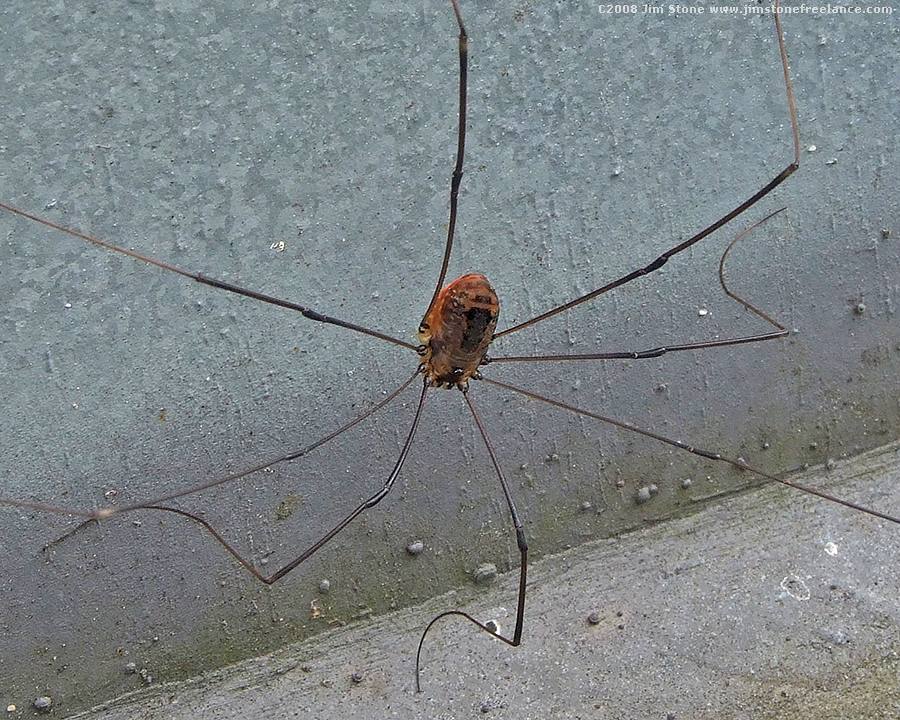 daddy long legs spider pictures daddy long legs spider pictures