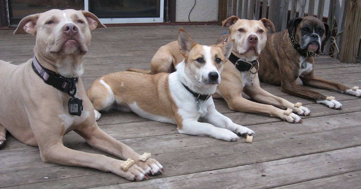 Rollin' With Rubi Dog/Dog Resource Guarding, Part Two Structure and