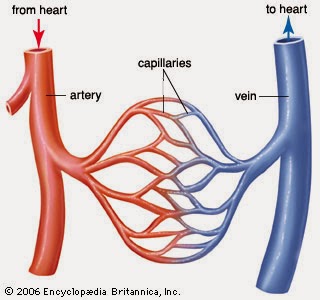 arteri dan vena