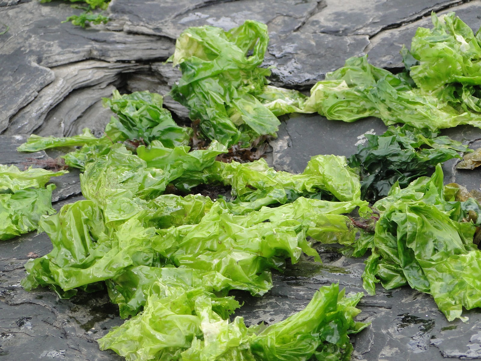 Nenaghgal Nenaghgal Learns about Seaweed with Spanish Point Sea Veg