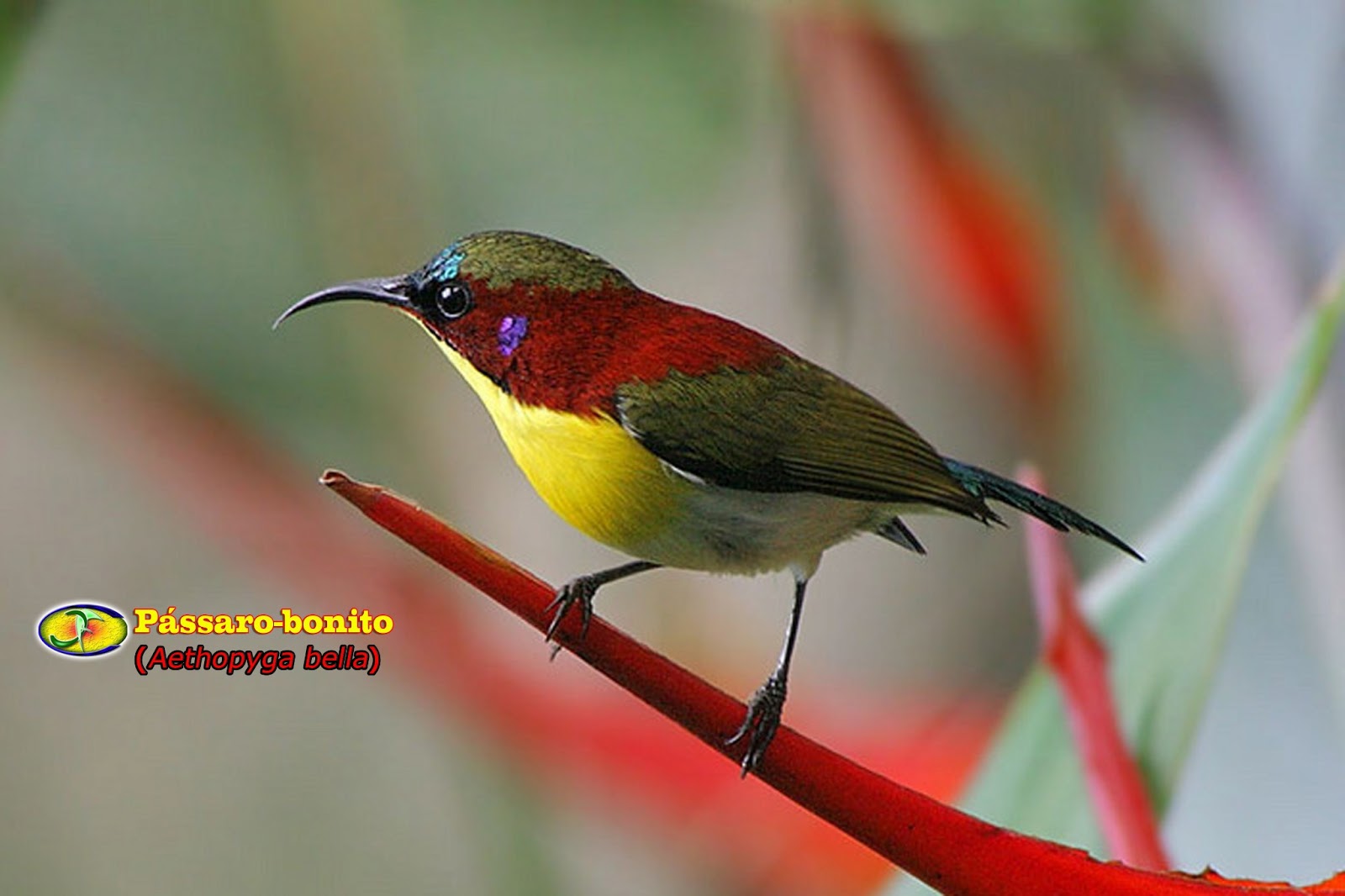 Zoologia Pássarobonito (Aethopyga bella)