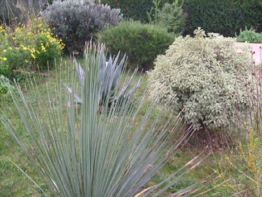 Ma Planete Jardin Le Pittosporum Tenuifolium Panache Un Arbuste