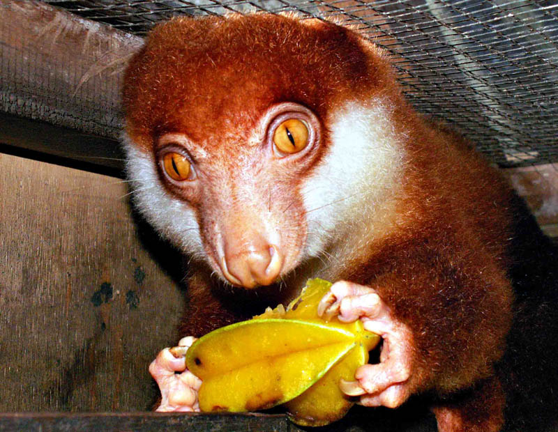 Cuscus Animal Wildlife