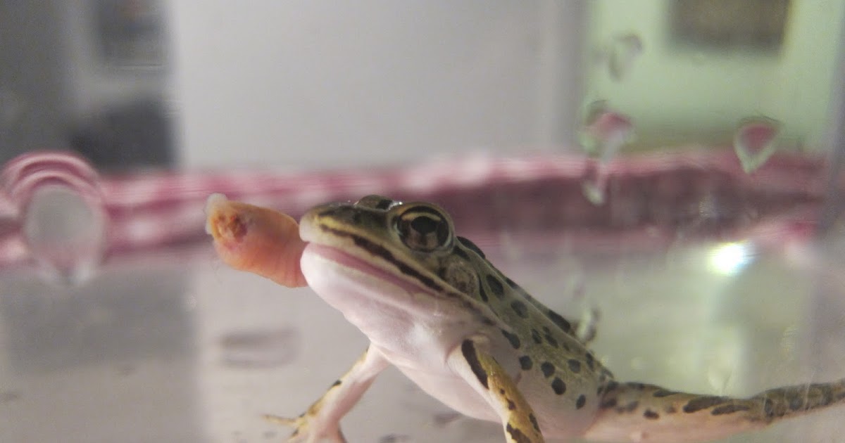 Frog Blog Frogs can Catch Their Prey in the Water